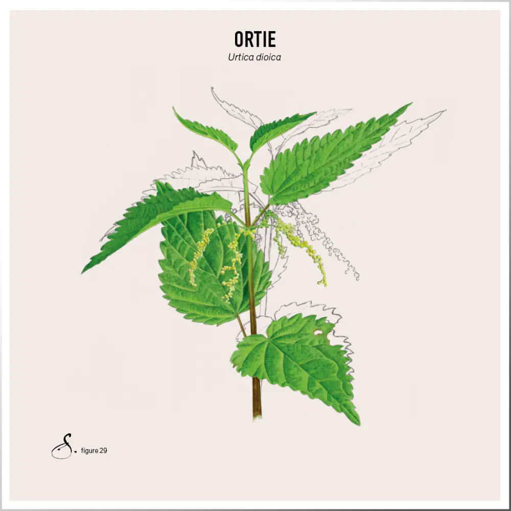 Ortie & Bambou — Sekoya