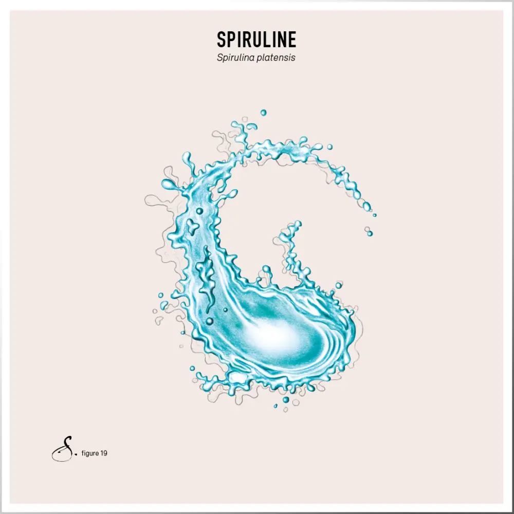 Spirulina & Vitamin D — Sekoya