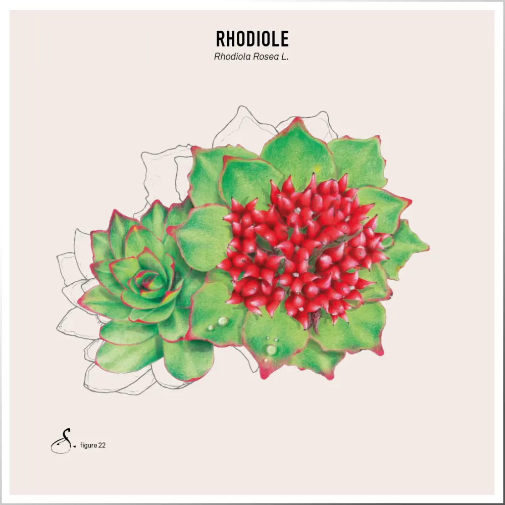 Rhodiola - Rosenwurz — Sekoya