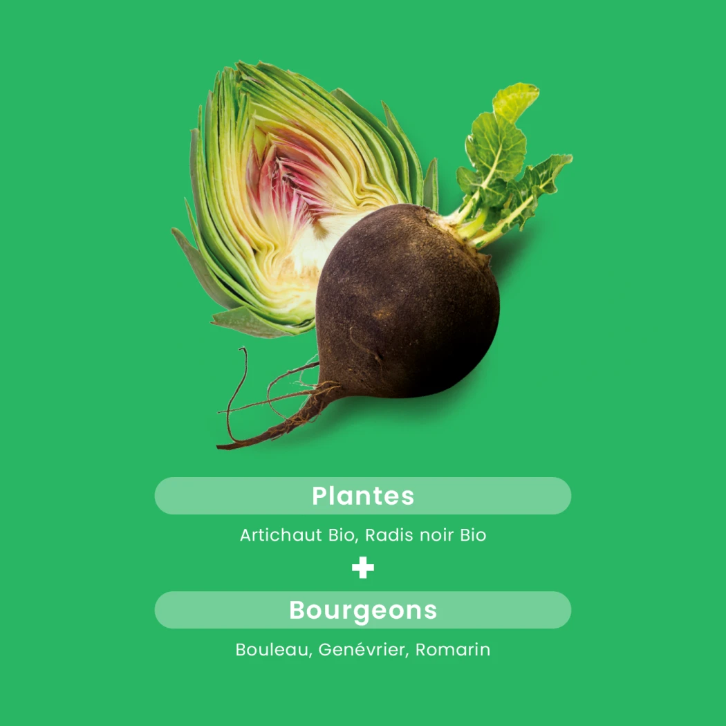 Artischocke Schwarzer Rettich Bio — Santarome Bio