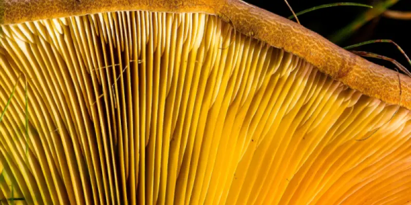 agaric-2638701_1280