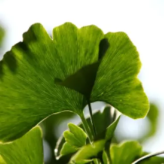 Ginkgo Biloba – natürliches Gedächtnis- und Konzentrations-Boosting? Alles über Wirkung, Nutzen & Einnahme