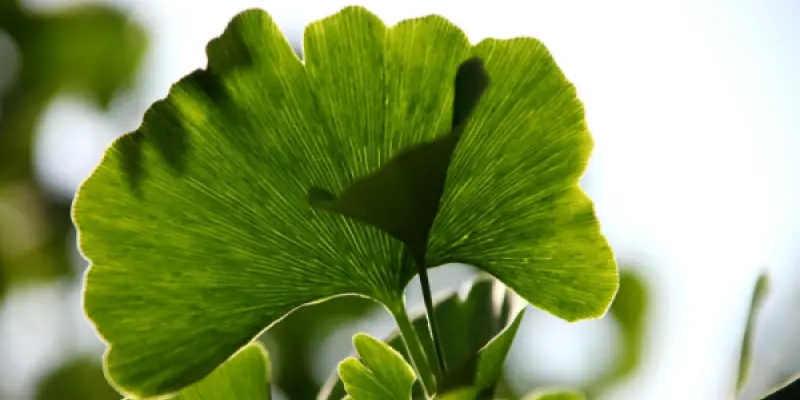 leaf-7280406_1280