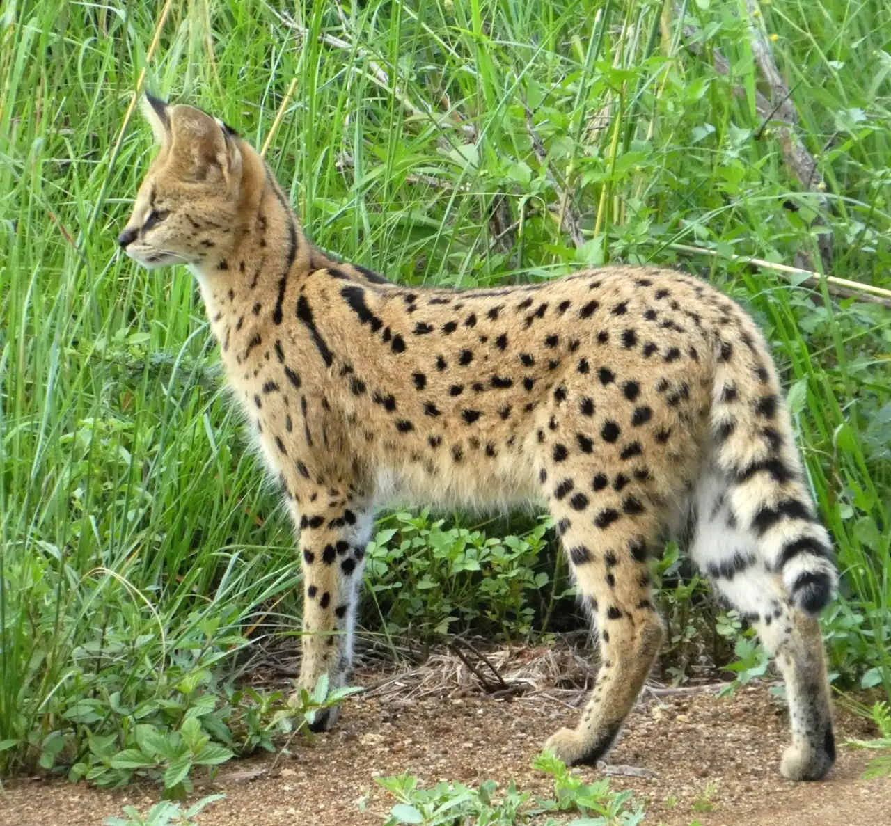 Slank og smidig afrikansk jeger 🐾 Servalen er kjent for sin elegante kropp, lange bein og karakteristiske flekkmønster. Den hører hjemme på savannene i Afrika, men flere individer lever i dag i dyreparker verden over, ofte som resultat av redningsoppdrag. Bildet viser en typisk vill serval i sitt naturlige habitat. I Tangen Dyrepark bor servalen Nino, men da vi besøkte stedet var han ikke på plass ennå. Denne illustrasjonen gir likevel et godt inntrykk av hvordan arten ser ut. Foto: datadan, CC BY 4.0 https://creativecommons.org/licenses/by/4.0 https://commons.wikimedia.org/wiki/File:Leptailurus_serval_61666728,_crop.jpg serval-i-gressterreng-afrikansk-katt Serval i gresslandskap – illustrasjon for Nino i Tangen Dyrepark Tangen Dyrepark, Tangen dyrepark, Tangen, Tangen i Stange, Stange kommune, Innlandet, serval, afrikansk villkatt, Nino serval Stange kommune