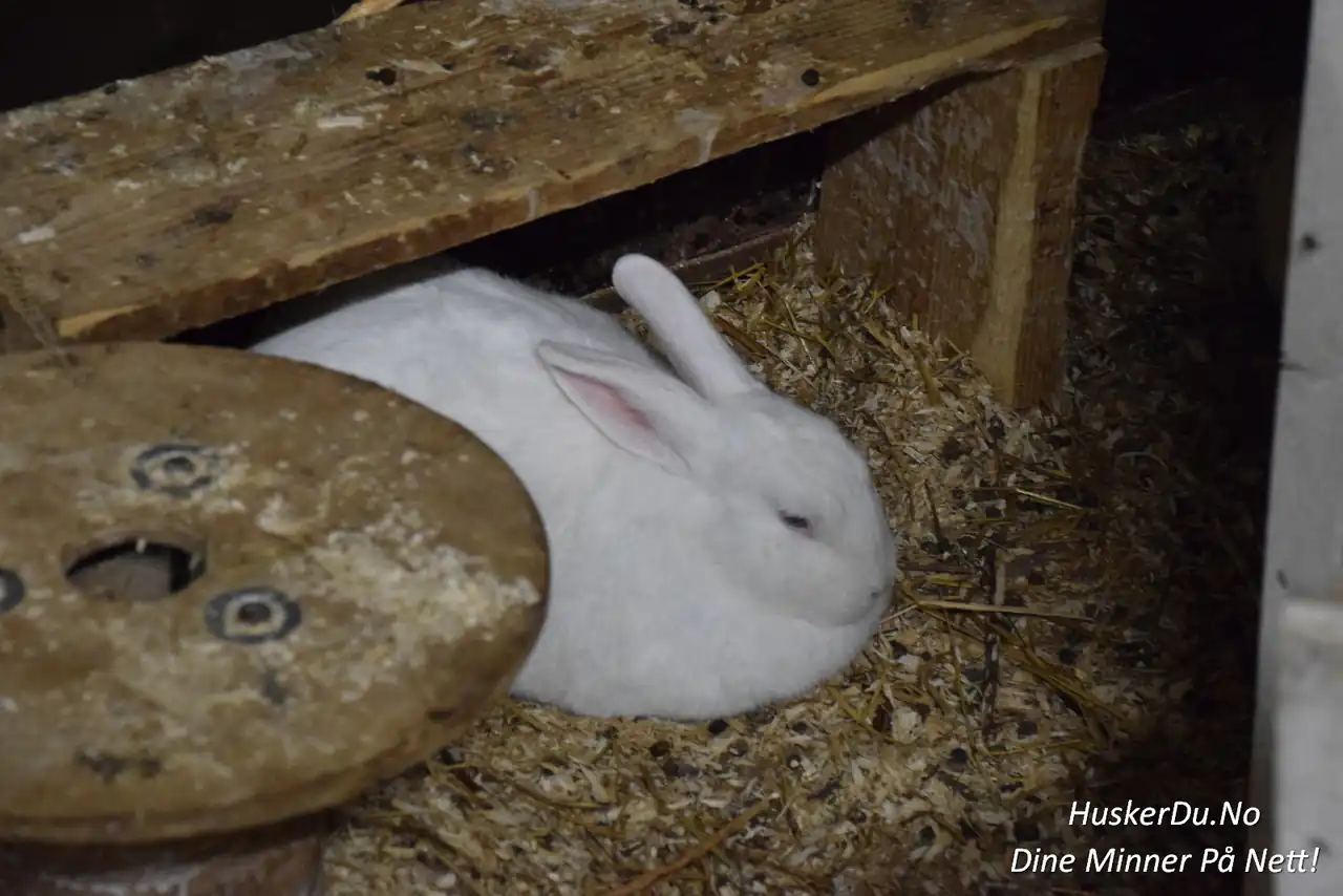 Hvile i halmen 🐇 Kaninene på Lillerud gård hadde sine egne lune hjørner i låven, hvor de kunne trekke seg tilbake og hvile. For barna var det alltid et høydepunkt å komme tett på de myke dyrene, som gjerne lot seg klappe og mate. Slike møter ga en rolig kontrast til det mer livlige tunet ute og gjorde opplevelsen komplett. Foto: © Huskerdu.no Kanin hviler i halmen på Lillerud gård. Foto: © Huskerdu.no lillerud-gard-eidsberg-0017-01-09-2024-huskerdu Kaniner i låven på Lillerud gård i Eidsberg Lillerud gård, Eidsberg, Indre Østfold, Østfold, besøksgård Eidsberg, kaniner på gård, dyreliv Indre Østfold, familieutflukt Østfold Indre Østfold Kommune