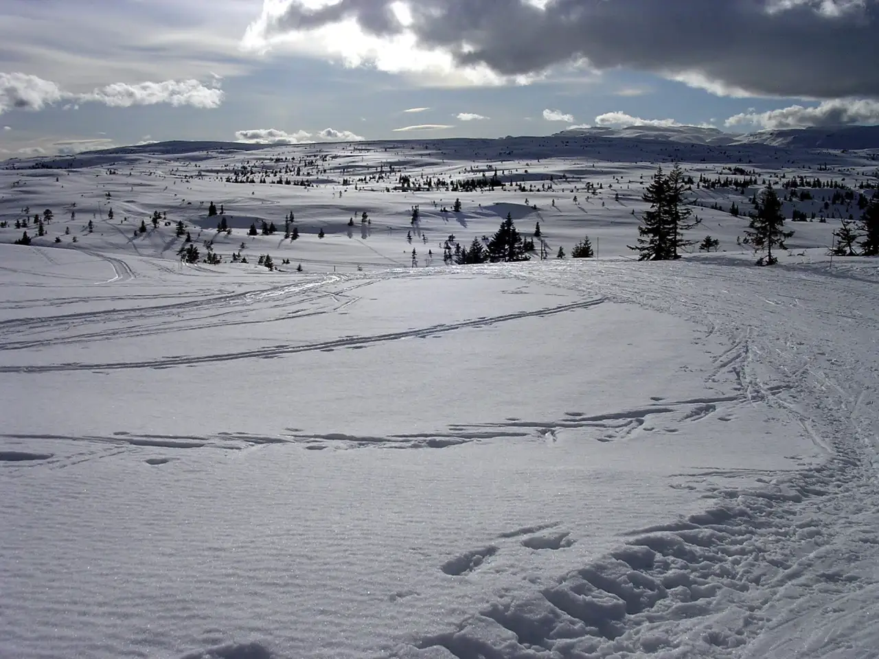 Vinterlandskap på Blefjell med åpne snøflater og spredte furutrær under en skyet himmel.