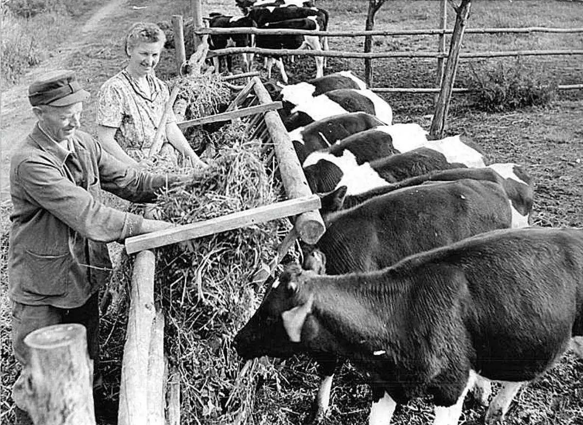 To bønder fra LPG i Pausin fôrer en rekke unge kyr ved et gjerde sommeren 1958.