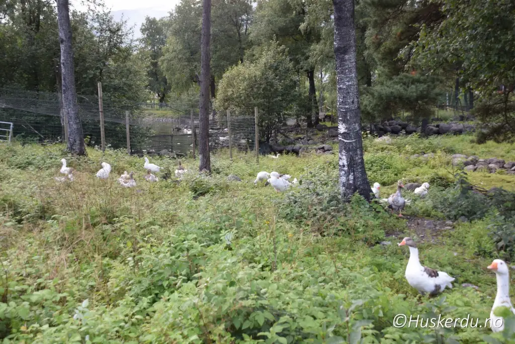 Ender og gjess ved andedammen i Sauda omgitt av trær og grønn vegetasjon