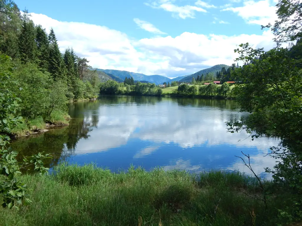 Gaula ved Rekevikfossen i Midtre Gauldal med rolig elveløp og skogkledde lier.
