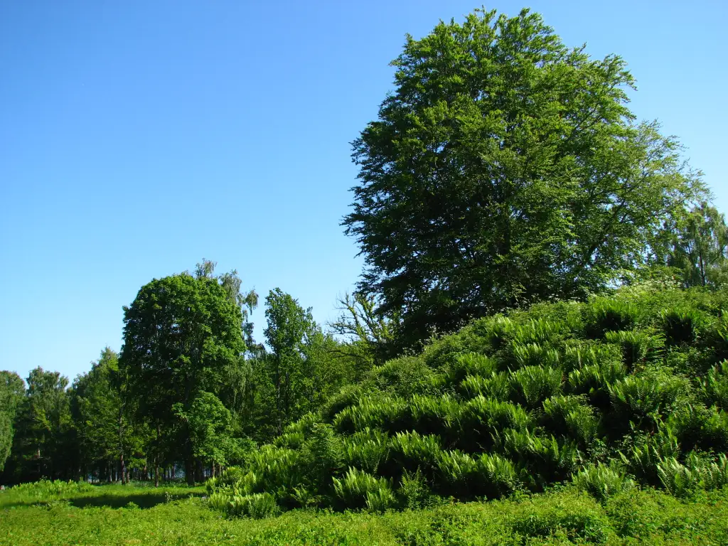 Gravhaug i Borreparken omgitt av grønt parklandskap om sommeren.