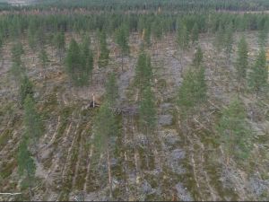 Pokka Bohkká *Kitinen n.650m Taatsintie 200m rajalta*osuudet yhteisiin* n.5100m2 määräala metsämaata