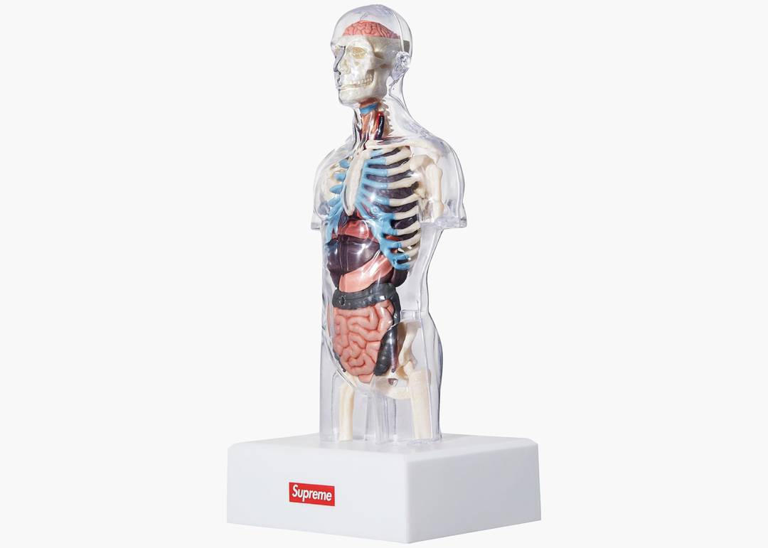 Supreme Male Anatomy Model Clear | Hype Clothinga