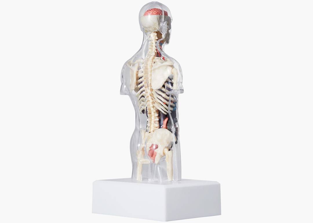 Supreme Male Anatomy Model Clear | Hype Clothinga