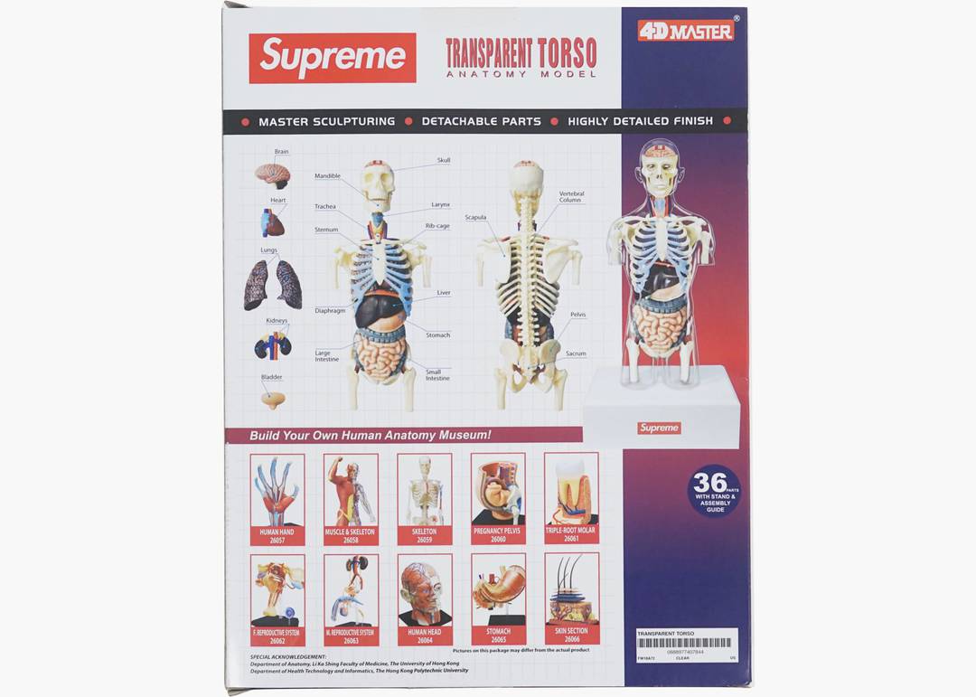 Supreme Male Anatomy Model Clear | Hype Clothinga