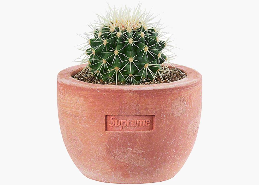 Supreme Poggi Ugo Small Planter Terracotta | Hype Clothinga