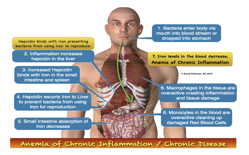 Sequestration of Iron in the Body