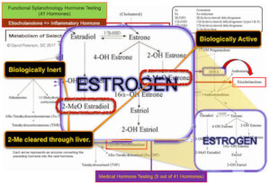 Why Do Doctors Use the Term ‘Estrogen’ So Loosely? The Surprising Truth Unveiled!