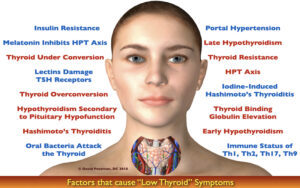 Thyroid Hormones: The Pulse of Your Metabolism