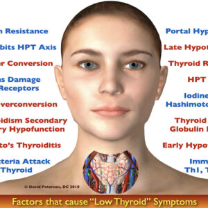 Thyroid