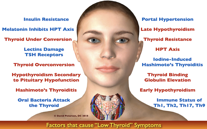 Thyroid