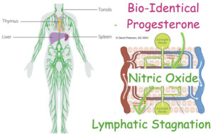 The Double-Edged Sword of Progesterone: A Tale of Vasodilation and Lymphatic Stagnation