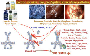 Understanding Microbial Survival Strategies in Cleaving Antibodies