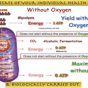 Mitochondria Energy Boosters