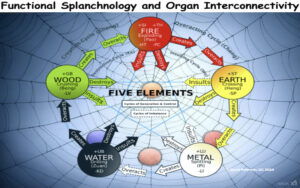 From Pain to Harmony: The Untold Story of Organ Health in Functional Splanchnology