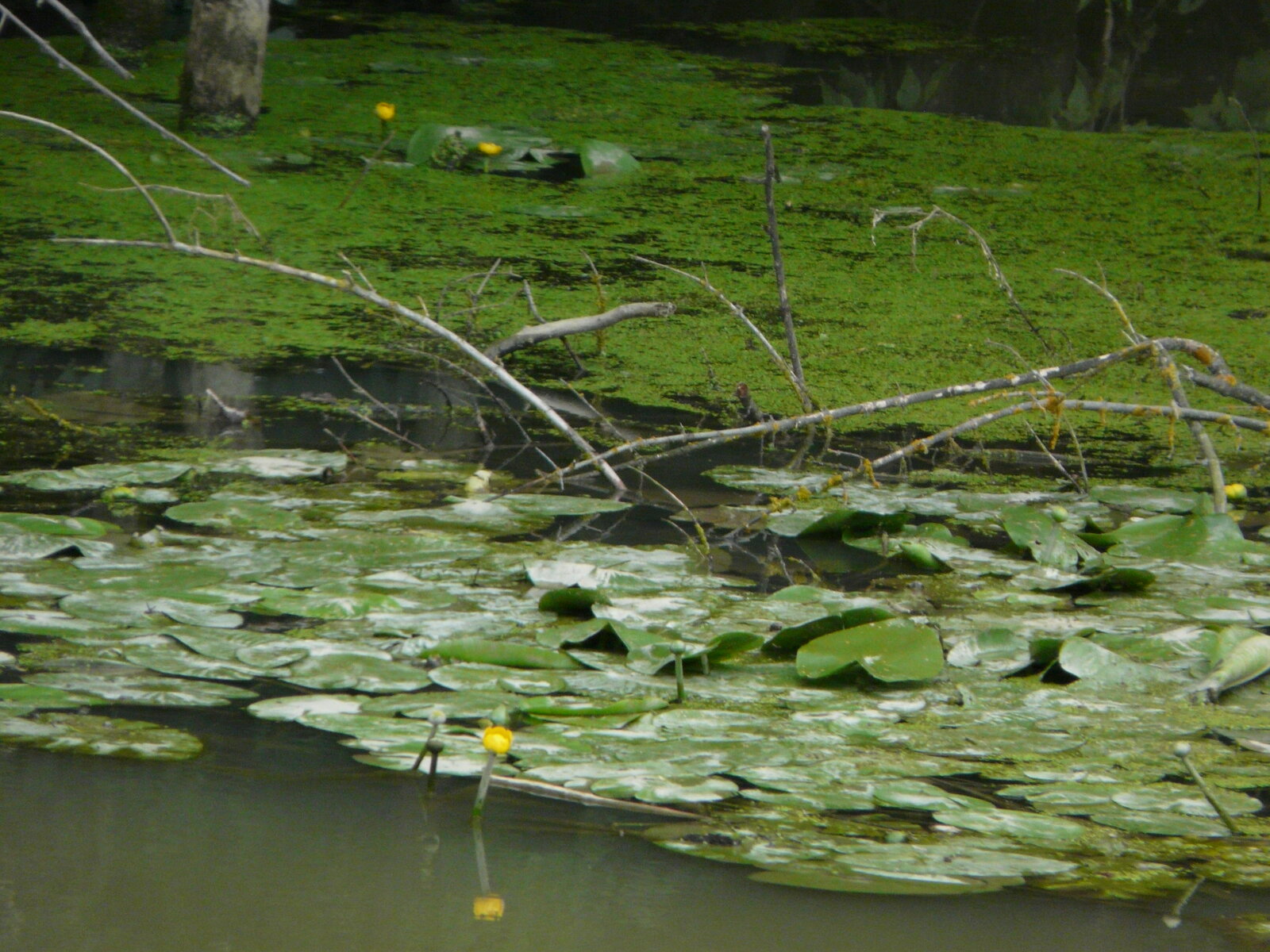 Bodrogzug and Wetlands – Floodplains, Birdlife and International Significance