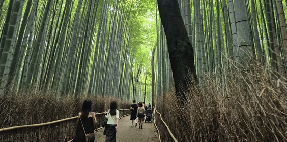 Floresta de Bambu de Arashiyama