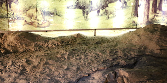 Ipolytarnóc Fossils