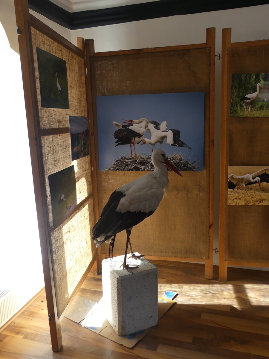 Ha mindent tudni akarsz a gólyákról