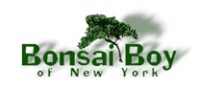 Bonsai Boy
