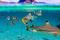 波拉波拉島全日潟湖郵輪之旅 含與鯊魚及魔鬼魚浮潛
