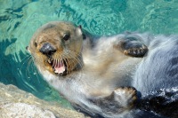 紐約水族館入場門票