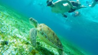 海星、魔鬼魚與科蘇梅爾海龜保護區浮潛之旅