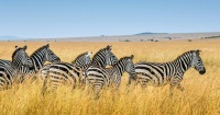 奈羅比野生動物與保育私人導賞團