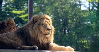 那須野生動物園門票