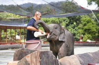 吉隆坡出發：瓜拉甘達大象保育中心、鹿園、原住民部落之旅
