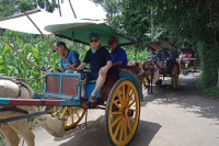 日惹坎迪雷霍騎馬車 & 婆羅浮屠寺廟之旅