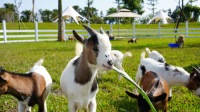 美樂地親子農場門票+飼料(不含麗寶樂園門票)優待（幼童/長者/優惠人士）
