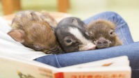 【mipig cafe 原宿店】超人氣治癒小豬咖啡廳互動體驗(4歲以上成人)