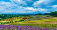富良野＆美瑛包車一日遊：探索北海道之美
