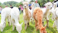 綠世界生態農場門票（送園區指定店家50新台幣消費抵用券）成人