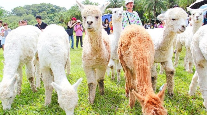 綠世界生態農場門票（送園區指定店家50新台幣消費抵用券）成人