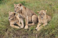 內羅畢國家公園狩獵之旅 – 近在咫尺的「四大」探險
