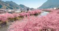 【櫻花季9人小團】伊豆賞櫻觀海一日遊 | 河津櫻櫻花祭＆伊豆觀海列車＆城崎海岸 | 中文服務 | 東京往返可選飯店接送