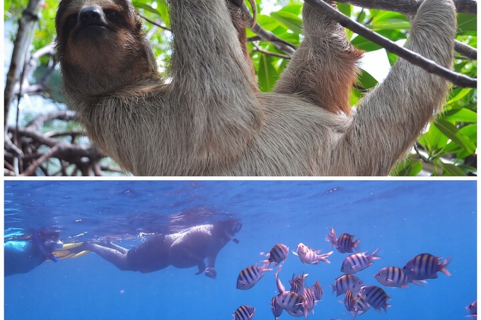 羅阿坦漂流浮潛及猴子/樹懶保護區之旅