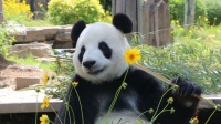 大連森林動物園日場門票成人