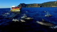 亞瑟港塔斯曼島遊船之旅